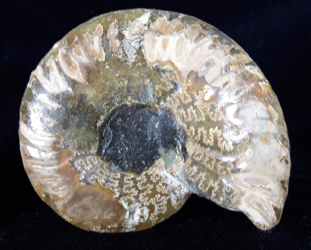 Cleoniceras (Grycia) besairiei COLLIGNON 1949 - Bild © FossNet FossilienStore